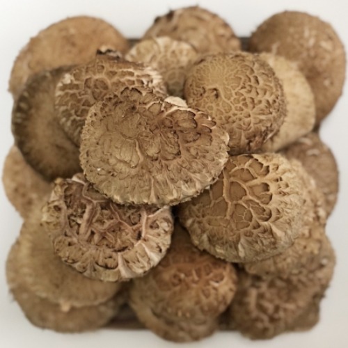 장흥표고 생표고버섯(원목) 가정용 1kg